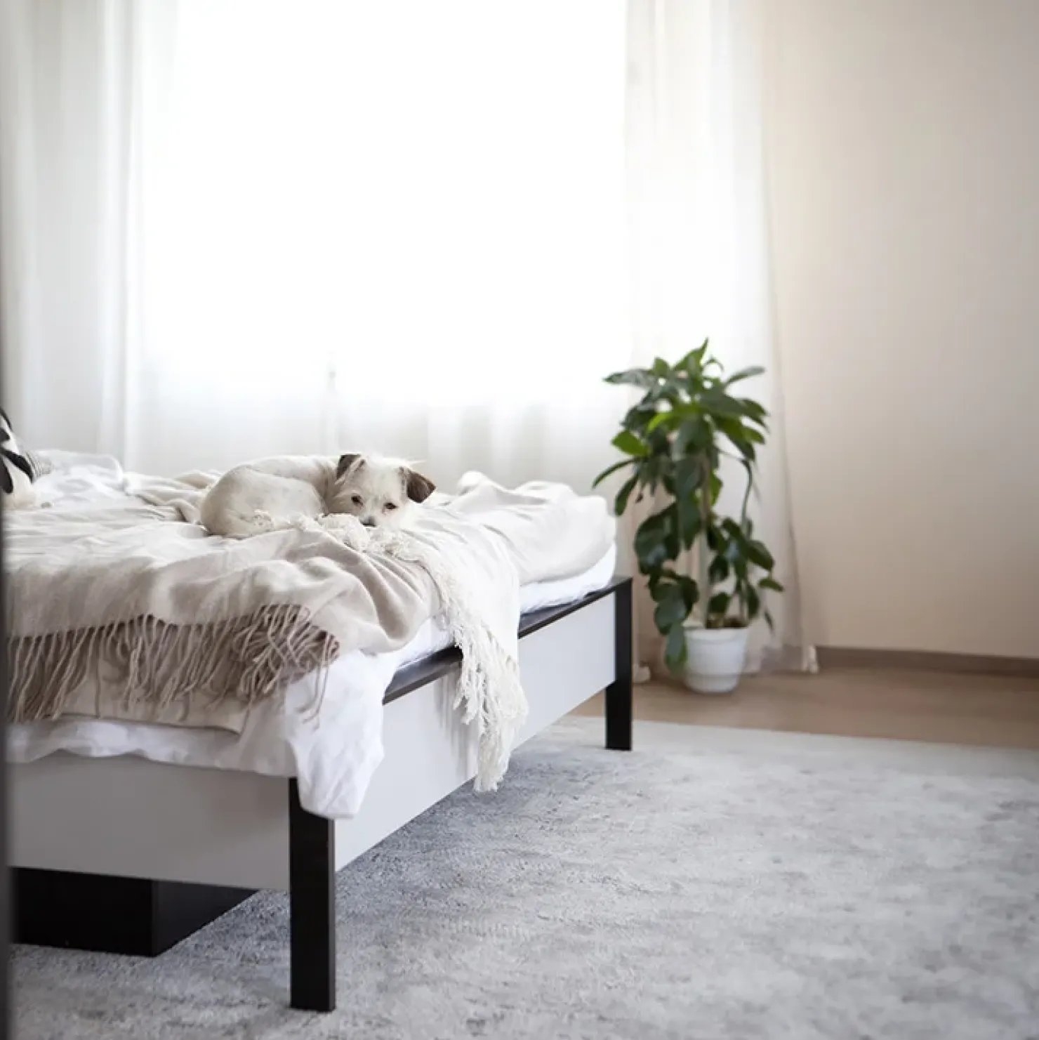 Garnero Arredamenti Letto matrimoniale contenitore 160x200cm con LED e presa USB-C grigio nero rovere Luna Online